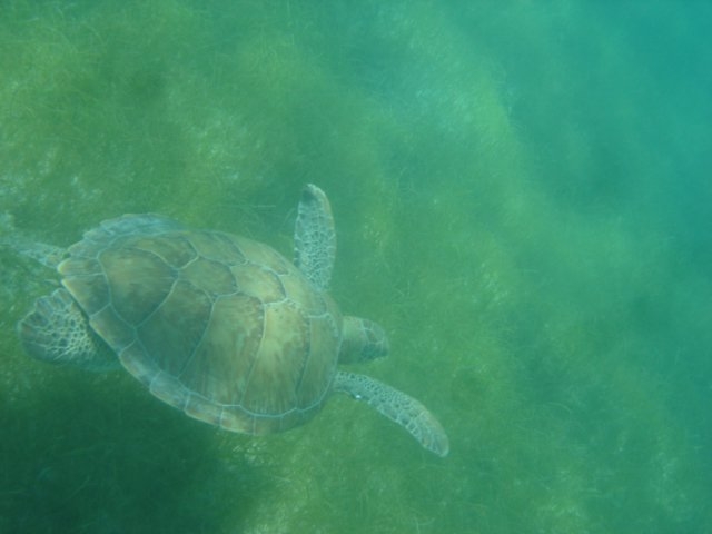  Turtles of the Caribbean